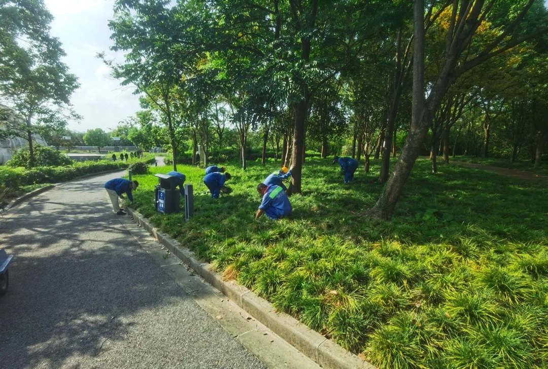 园林绿化养护除杂草